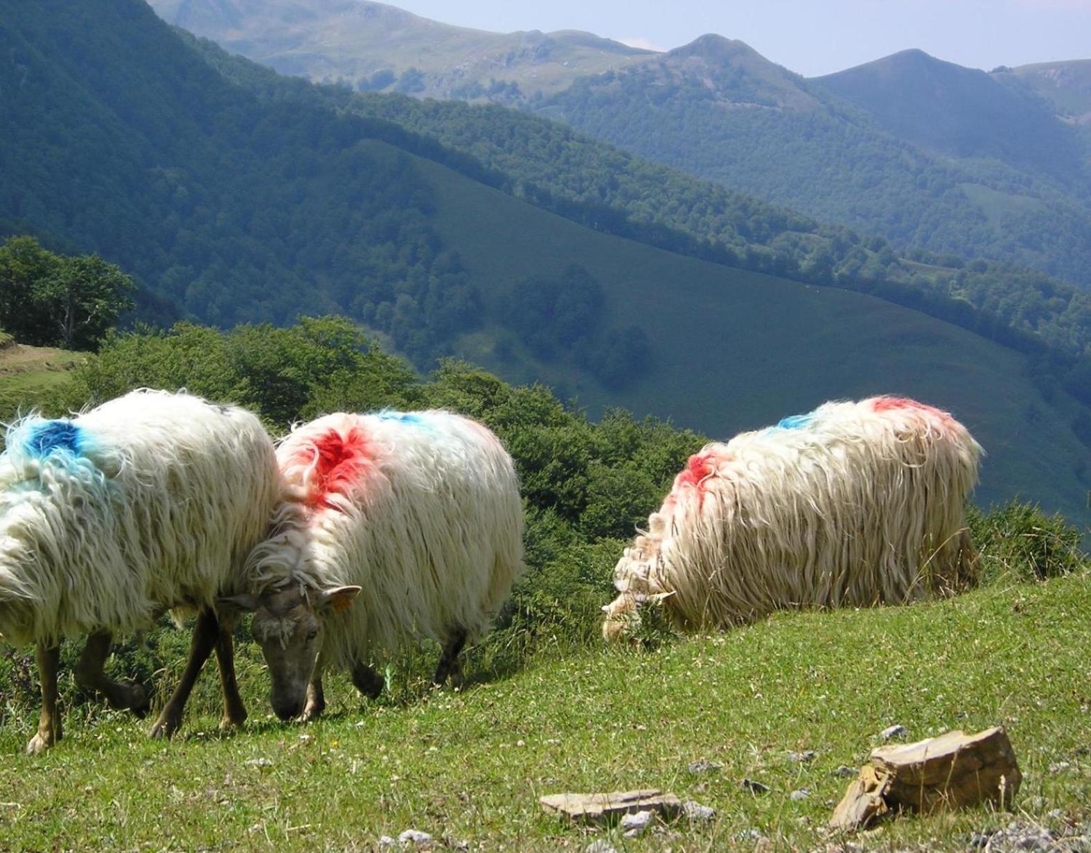 Kabila Enea 2 Uztarroz Exterior foto